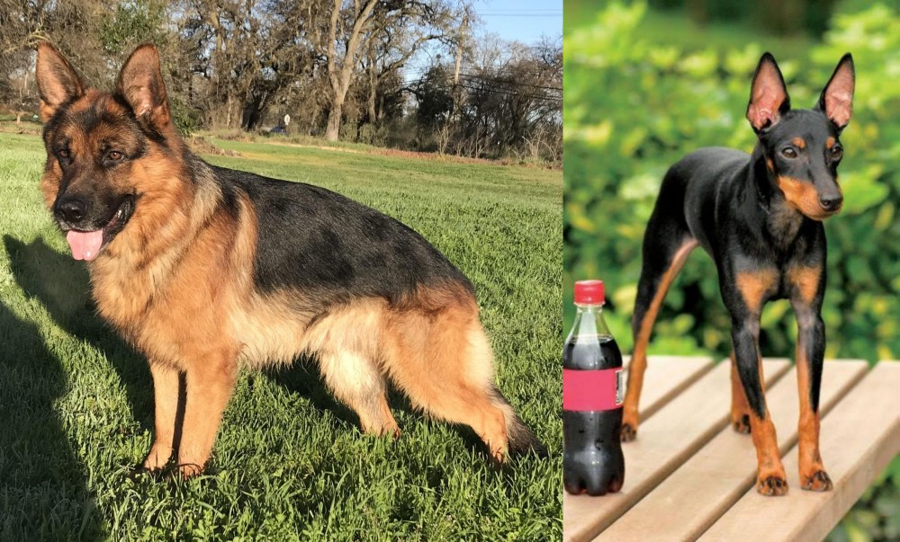 Toy Manchester Terrier vs German Shepherd - Breed Comparison