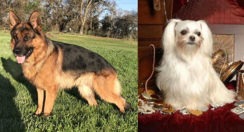 Toy Mi-Ki vs German Shepherd - Breed Comparison