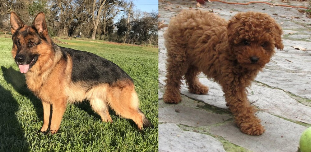 Toy Poodle vs German Shepherd - Breed Comparison