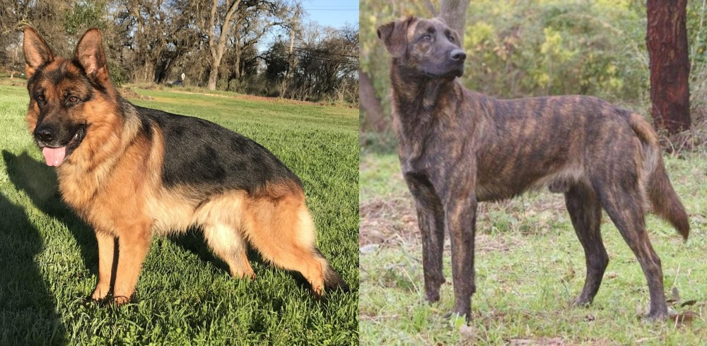 Treeing Tennessee Brindle vs German Shepherd - Breed Comparison