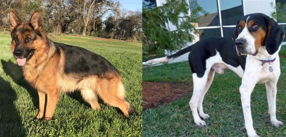 Treeing Walker Coonhound vs German Shepherd - Breed Comparison