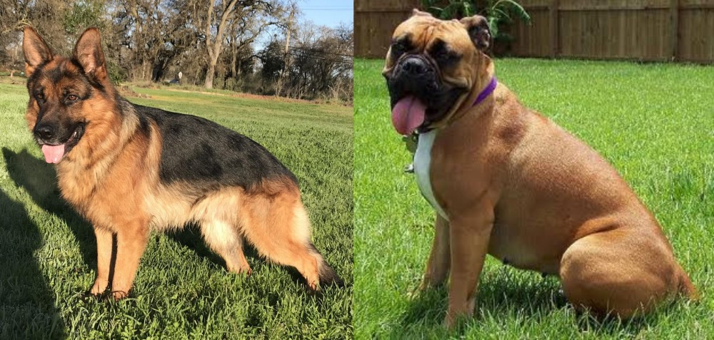 Valley Bulldog vs German Shepherd - Breed Comparison