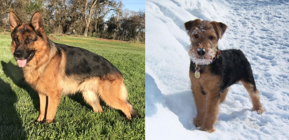 Welsh Terrier vs German Shepherd - Breed Comparison