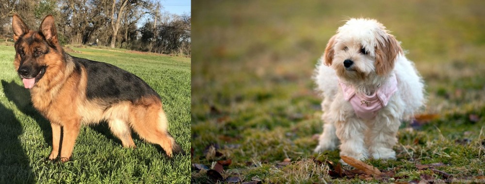 West Highland White Terrier vs German Shepherd - Breed Comparison