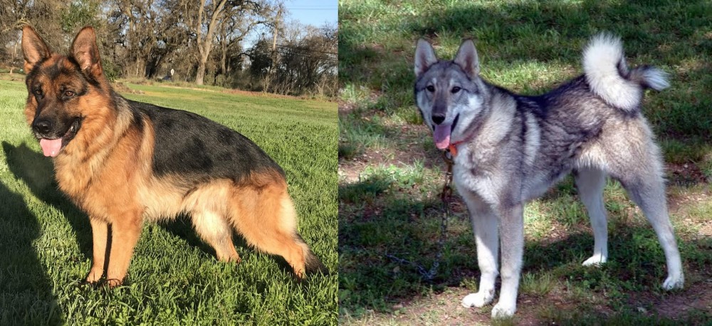 West Siberian Laika vs German Shepherd - Breed Comparison