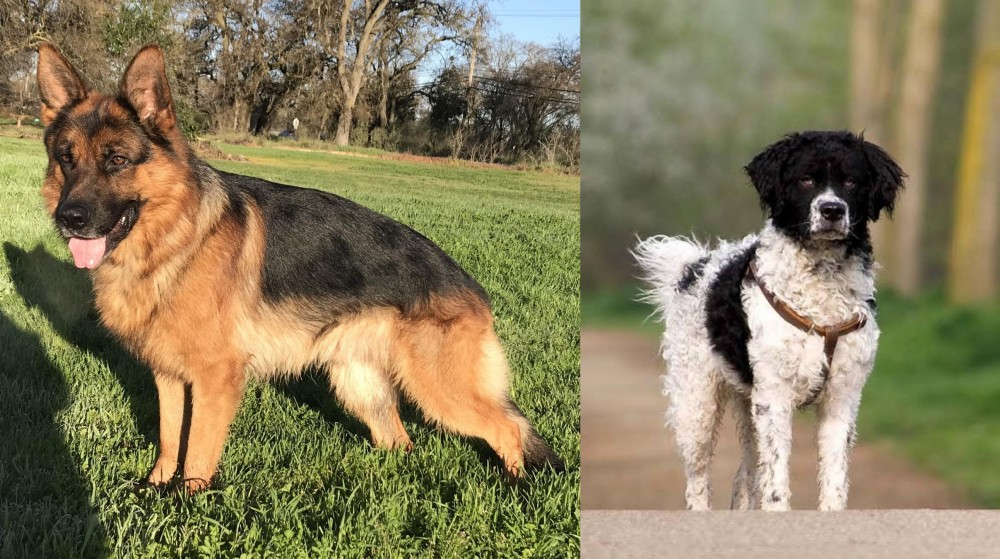 Wetterhoun vs German Shepherd - Breed Comparison