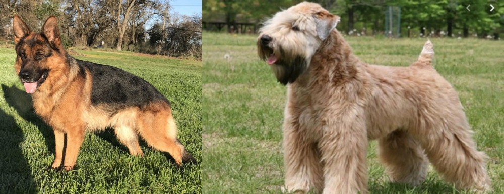 Wheaten Terrier vs German Shepherd - Breed Comparison