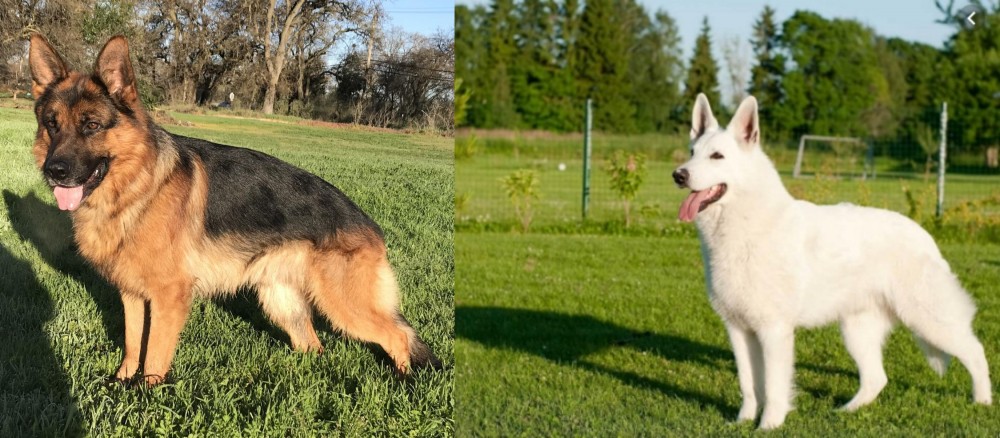 White Shepherd vs German Shepherd - Breed Comparison