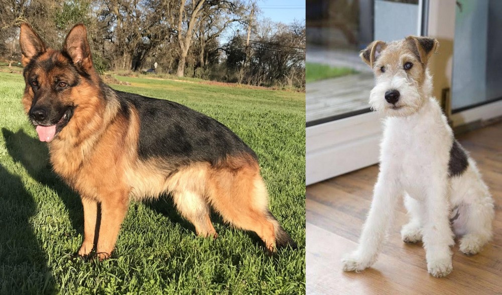 Wire Fox Terrier vs German Shepherd - Breed Comparison