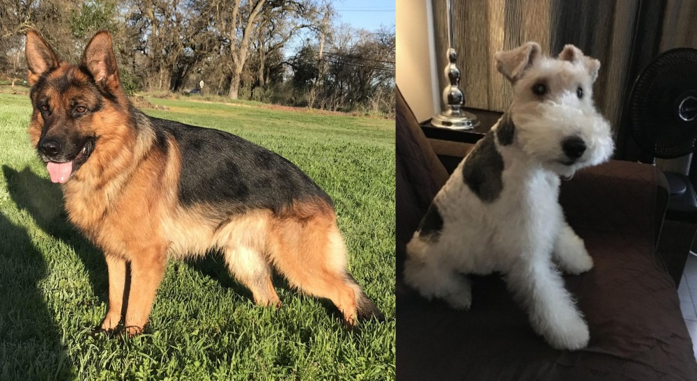 Wire Haired Fox Terrier vs German Shepherd - Breed Comparison