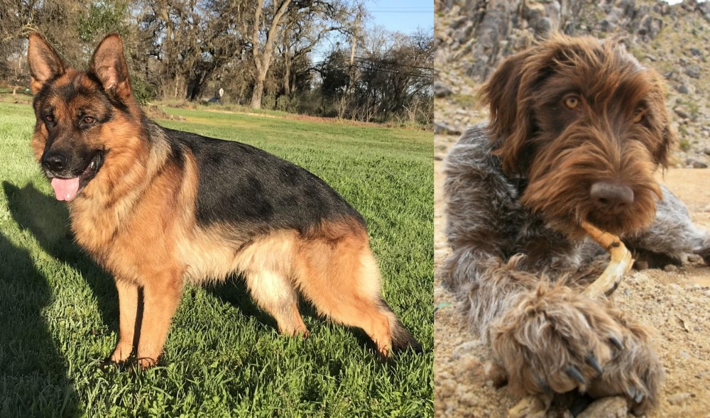 Wirehaired Pointing Griffon vs German Shepherd - Breed Comparison