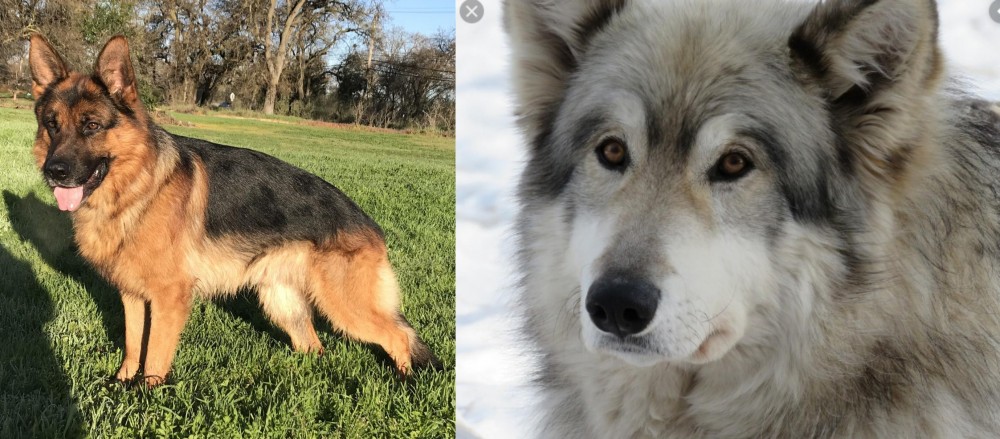 Wolfdog vs German Shepherd - Breed Comparison