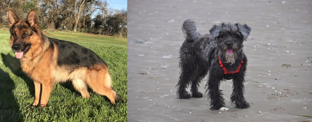 YorkiePoo vs German Shepherd - Breed Comparison