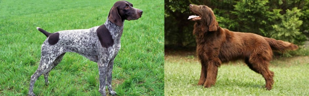 Flat-Coated Retriever vs German Shorthaired Pointer - Breed Comparison