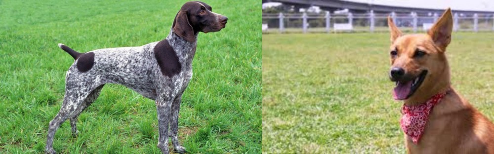 Formosan Mountain Dog vs German Shorthaired Pointer - Breed Comparison