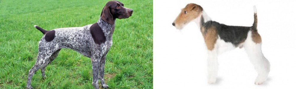 Fox Terrier vs German Shorthaired Pointer - Breed Comparison