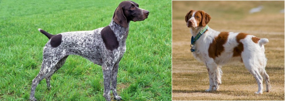 French Brittany vs German Shorthaired Pointer - Breed Comparison
