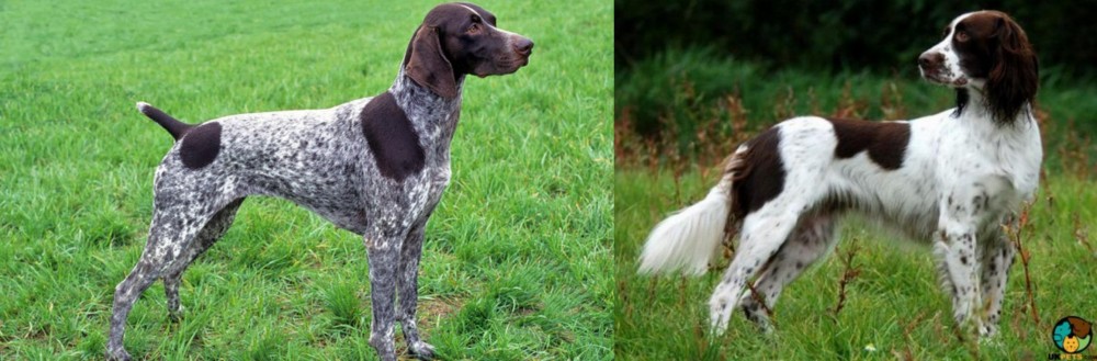 French Spaniel vs German Shorthaired Pointer - Breed Comparison