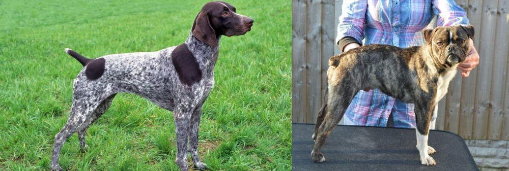 Fruggle vs German Shorthaired Pointer - Breed Comparison