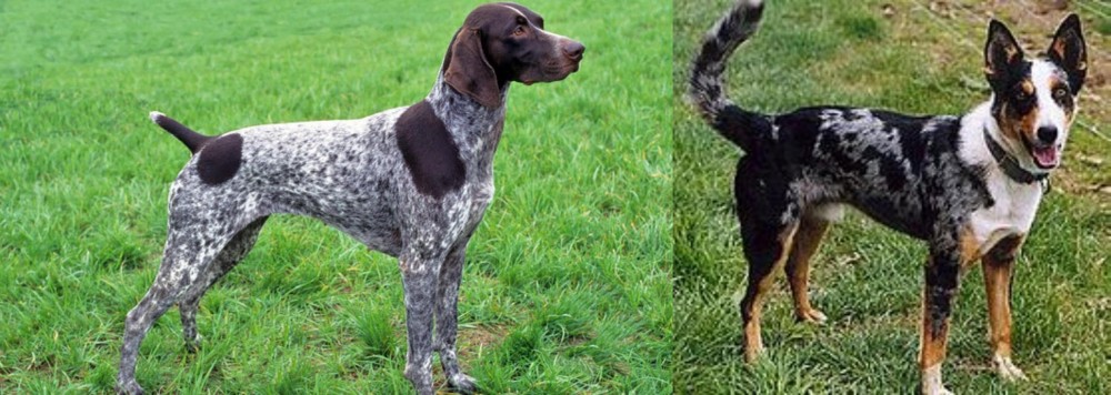 German Coolie vs German Shorthaired Pointer - Breed Comparison