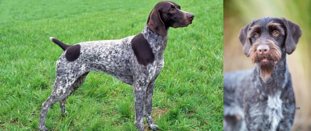 German Wirehaired Pointer vs German Shorthaired Pointer - Breed Comparison