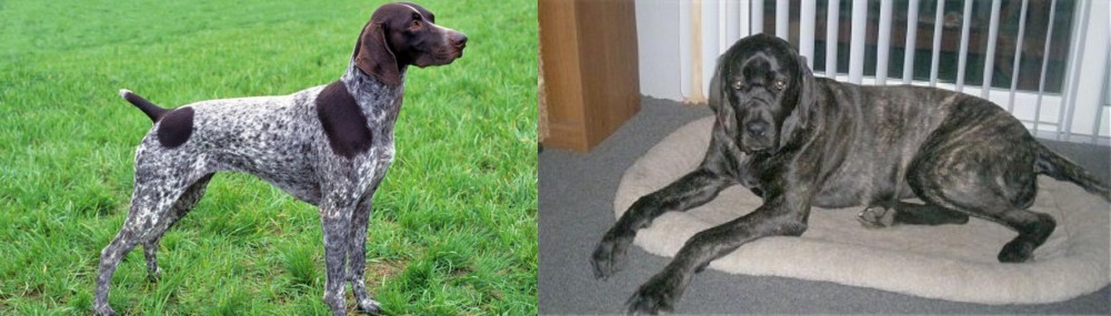 Giant Maso Mastiff vs German Shorthaired Pointer - Breed Comparison