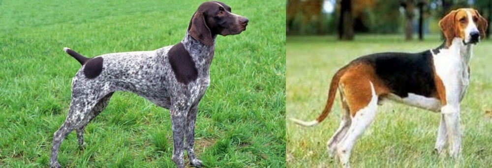 Grand Anglo-Francais Tricolore vs German Shorthaired Pointer - Breed Comparison