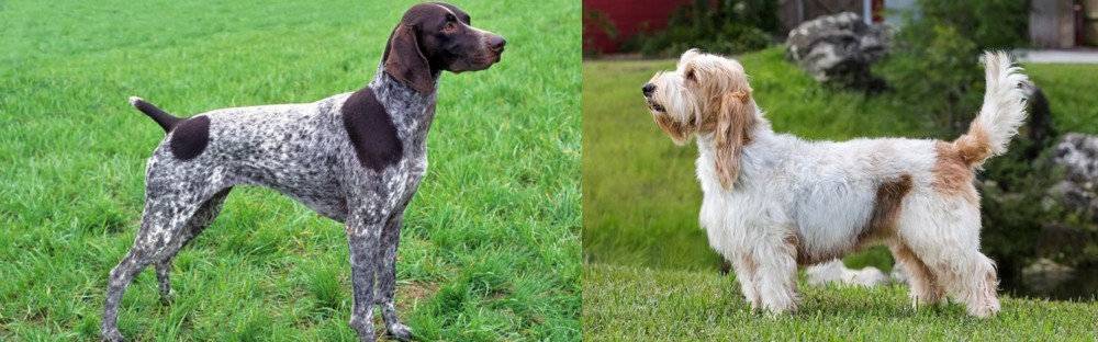 Grand Griffon Vendeen vs German Shorthaired Pointer - Breed Comparison
