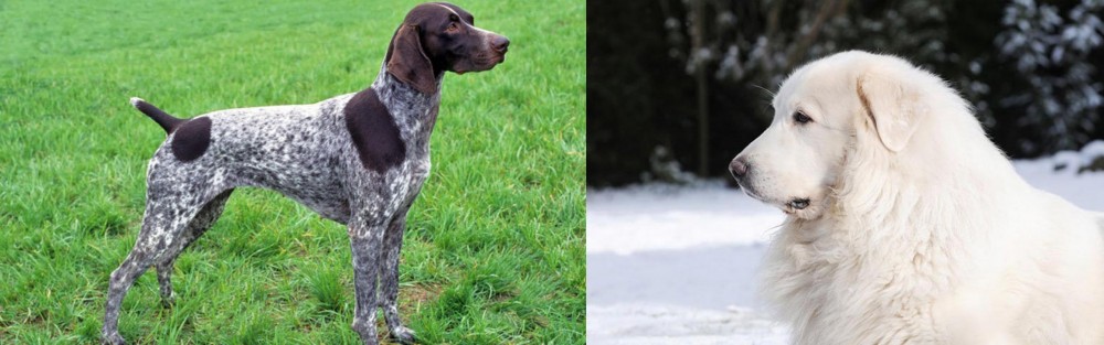 Great Pyrenees vs German Shorthaired Pointer - Breed Comparison