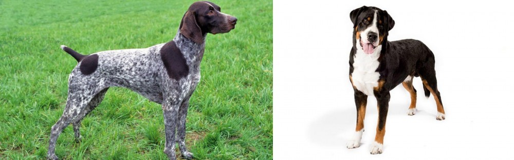 Greater Swiss Mountain Dog vs German Shorthaired Pointer - Breed Comparison