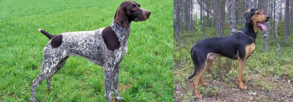 Greek Harehound vs German Shorthaired Pointer - Breed Comparison