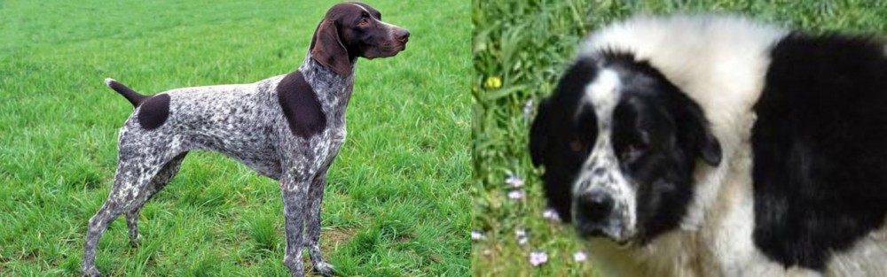 Greek Sheepdog vs German Shorthaired Pointer - Breed Comparison
