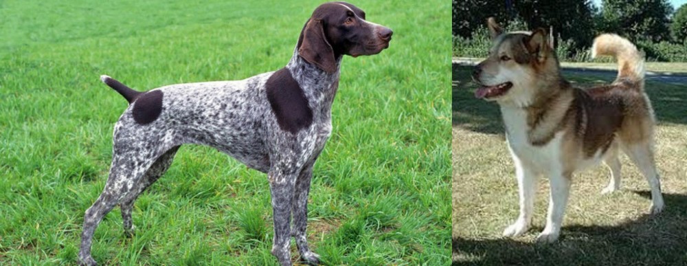 Greenland Dog vs German Shorthaired Pointer - Breed Comparison