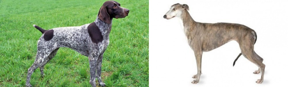 Greyhound vs German Shorthaired Pointer - Breed Comparison