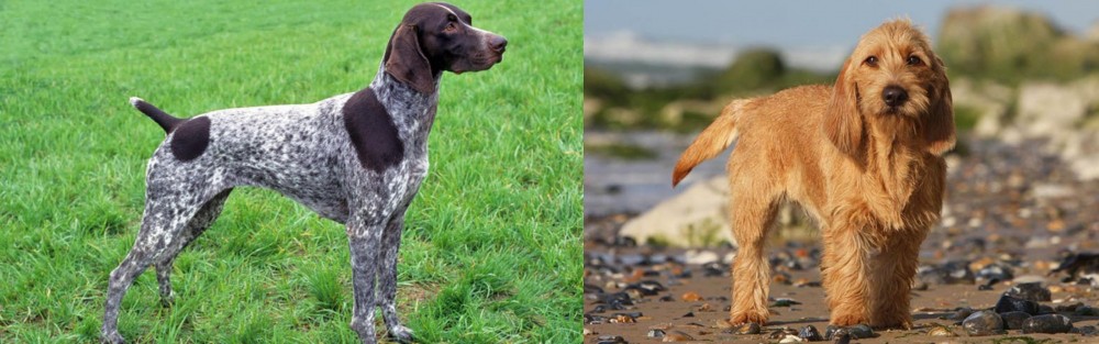 Griffon Fauve de Bretagne vs German Shorthaired Pointer - Breed Comparison