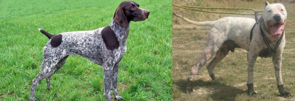Gull Dong vs German Shorthaired Pointer - Breed Comparison
