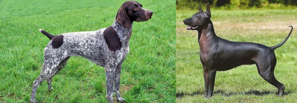 Hairless Khala vs German Shorthaired Pointer - Breed Comparison