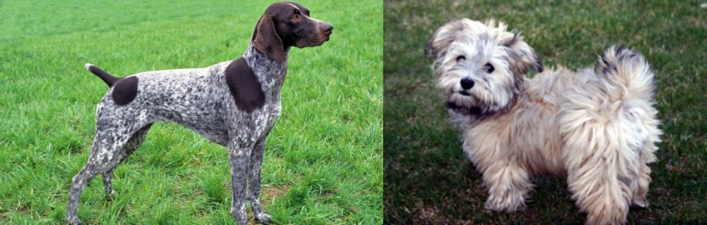 Havapoo vs German Shorthaired Pointer - Breed Comparison