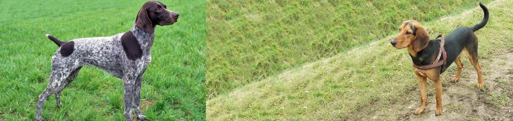 Hellenic Hound vs German Shorthaired Pointer - Breed Comparison