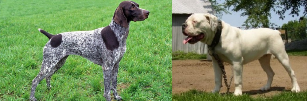 Hermes Bulldogge vs German Shorthaired Pointer - Breed Comparison