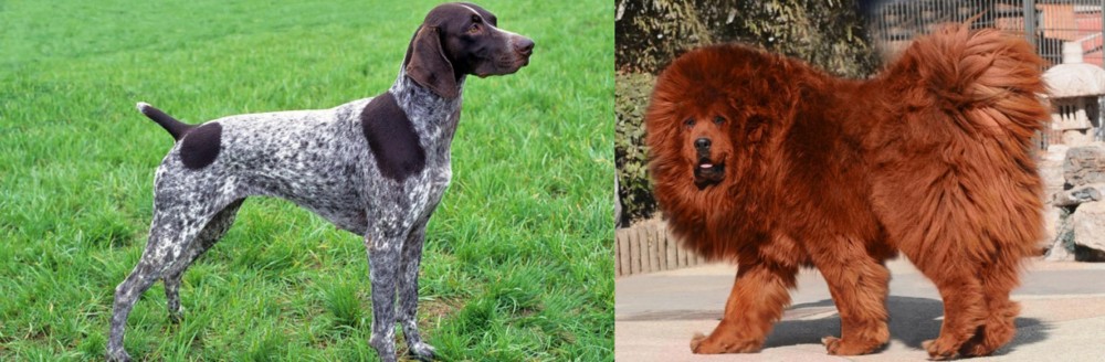 Himalayan Mastiff vs German Shorthaired Pointer - Breed Comparison