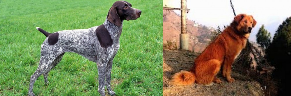 Himalayan Sheepdog vs German Shorthaired Pointer - Breed Comparison