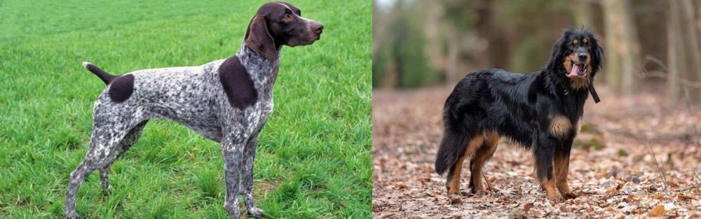 Hovawart vs German Shorthaired Pointer - Breed Comparison