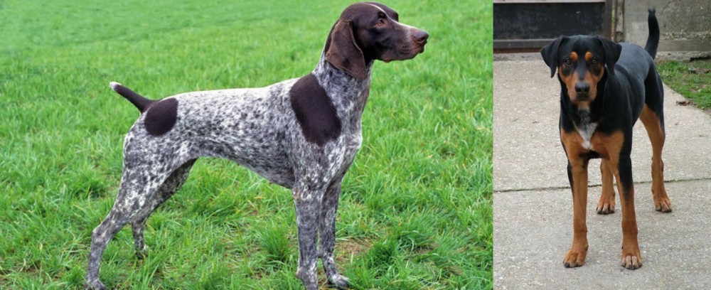 Hungarian Hound vs German Shorthaired Pointer - Breed Comparison