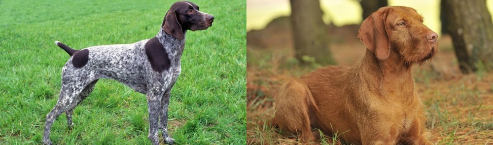 Hungarian Wirehaired Vizsla vs German Shorthaired Pointer - Breed Comparison