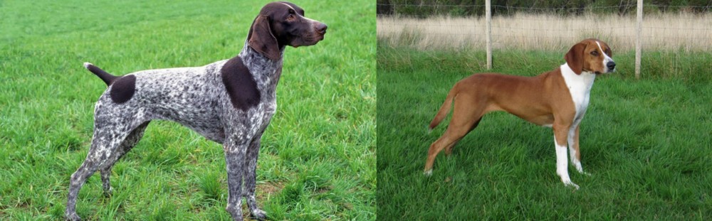 Hygenhund vs German Shorthaired Pointer - Breed Comparison