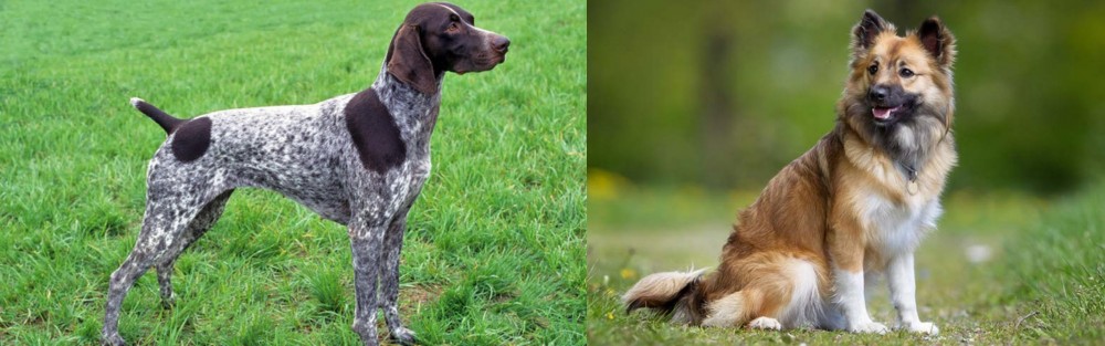 Icelandic Sheepdog vs German Shorthaired Pointer - Breed Comparison