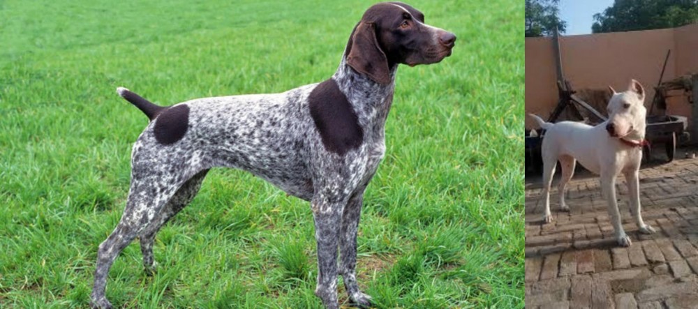 Indian Bull Terrier vs German Shorthaired Pointer - Breed Comparison