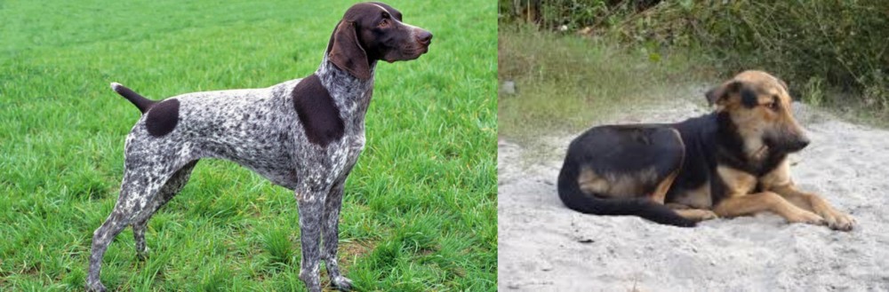 Indian Pariah Dog vs German Shorthaired Pointer - Breed Comparison