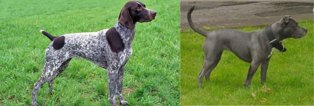 Irish Bull Terrier vs German Shorthaired Pointer - Breed Comparison